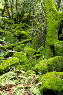 Sugarloaf mossy trees