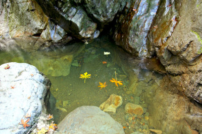Sugarloaf fall (20)pool leaves rocks 