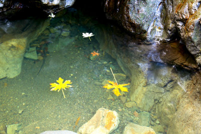 Sugarloaf fall (21)leaves 