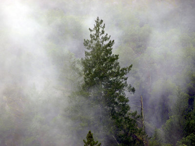 sugarloaf tree in fog