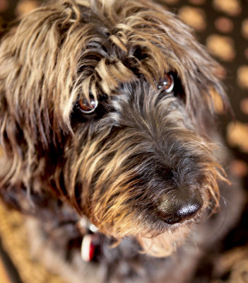 Labradoodle portrait