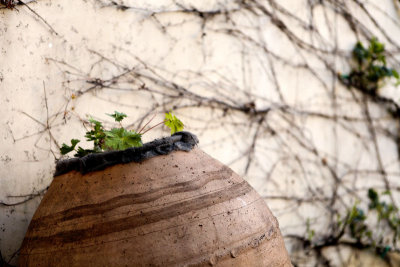 tilted pot vines on wall