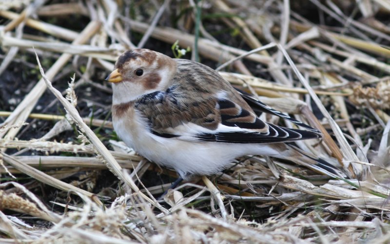 Snow Bunting