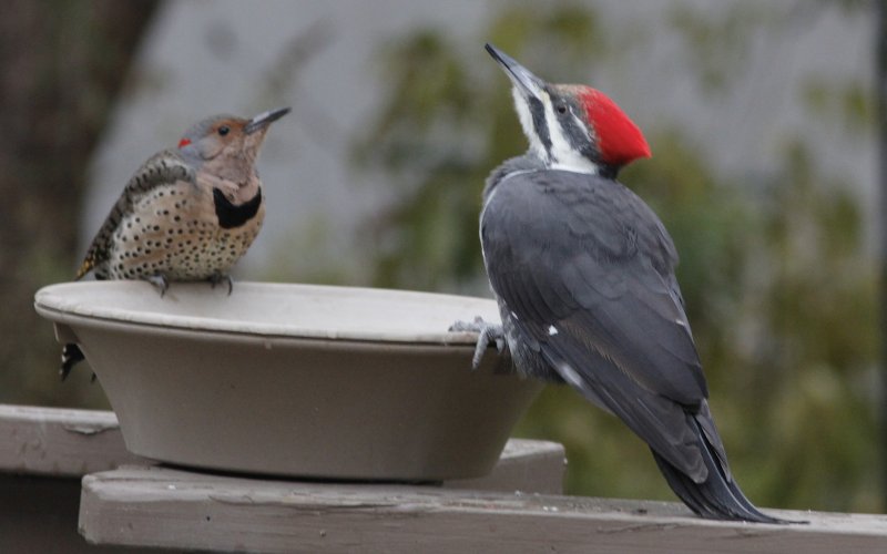 Northern Flicker and Pileated Woodpecker
