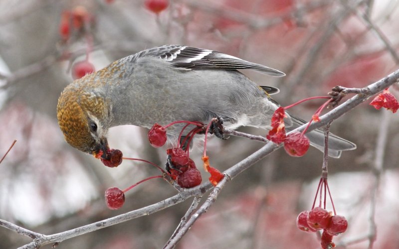 Pine Grosbeak (female)