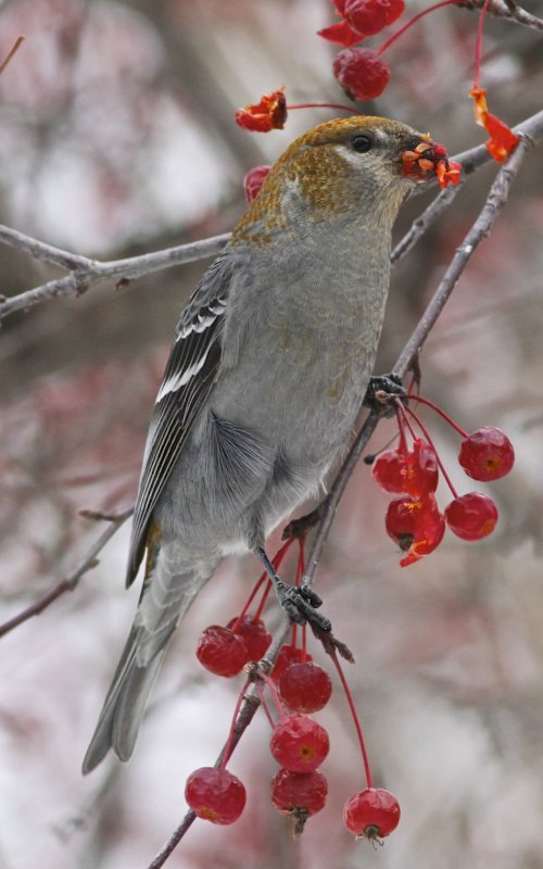 Pine Grosbeak (female)