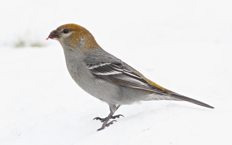 Pine Grosbeak (female) in the snow