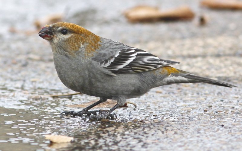 Pine Grosbeak (female)