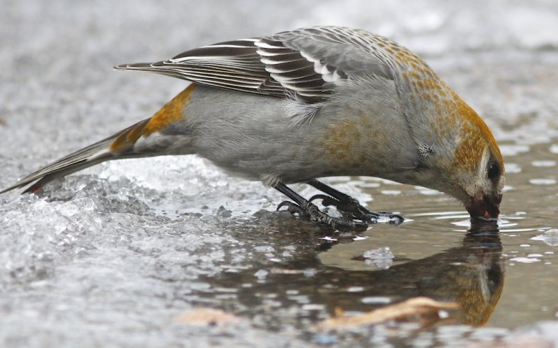 Pine Grosbeak (female) 