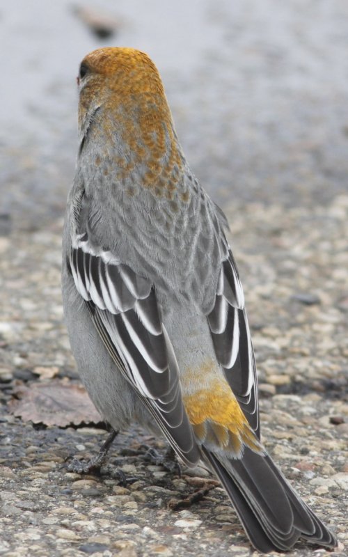 Pine Grosbeak (female) backside