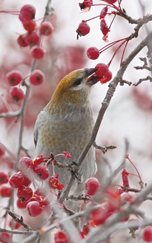 Pine Grosbeak (female) amidst cherries