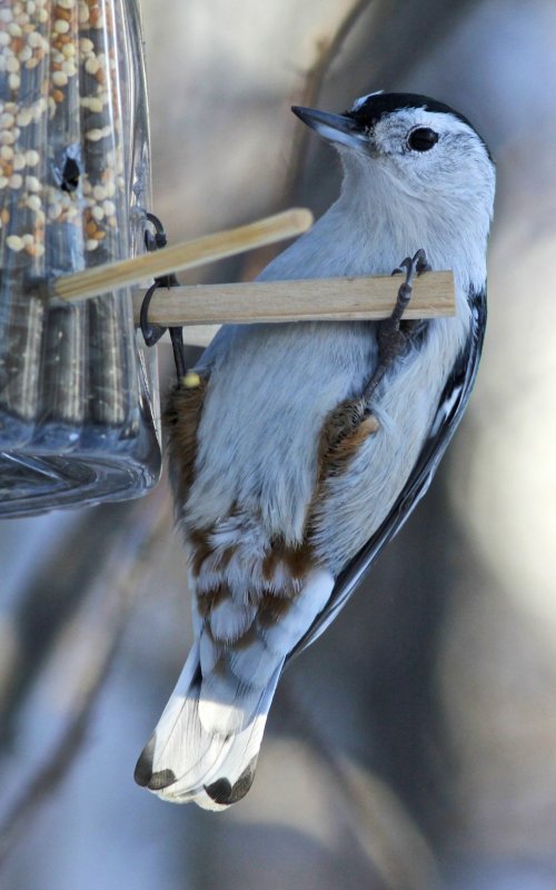 White-breasted Nuthatch