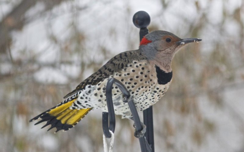 Northern Flicker (yellow-shafted)