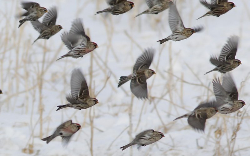 Common (with a Hoary) Redpoll