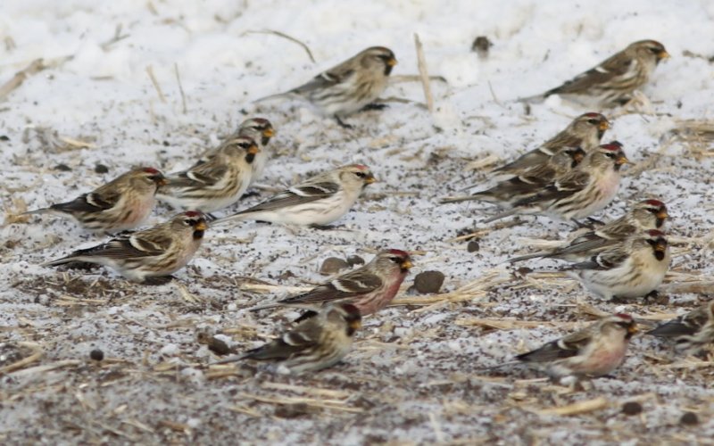 Redpolls