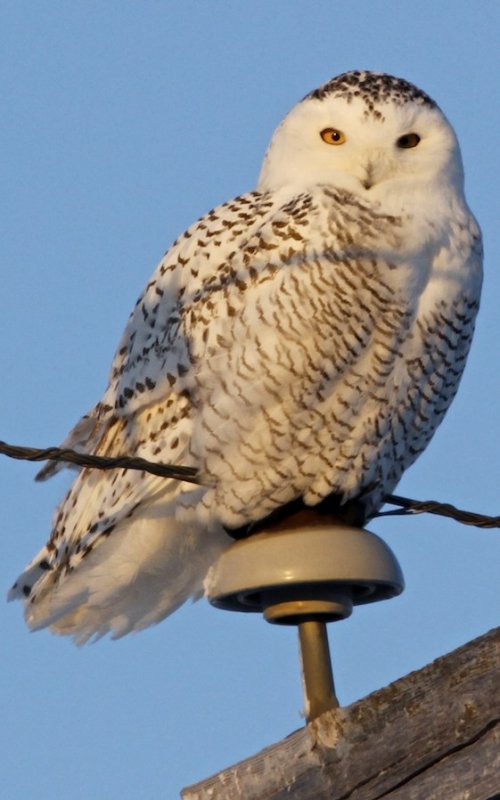 Snowy Owl