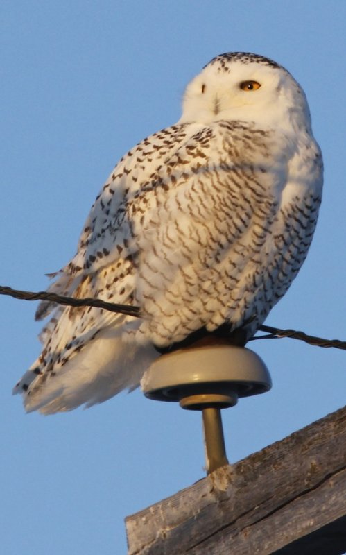 Snowy Owl