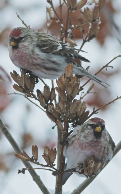 Redpolls 