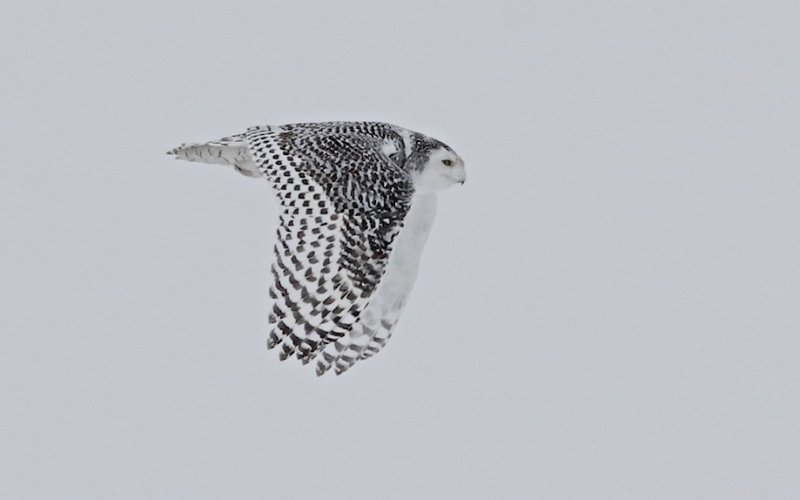 Snowy Owl