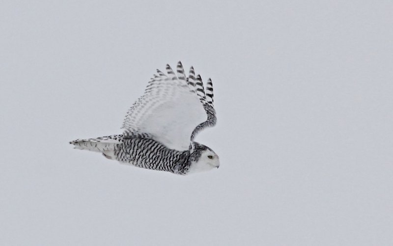 Snowy Owl