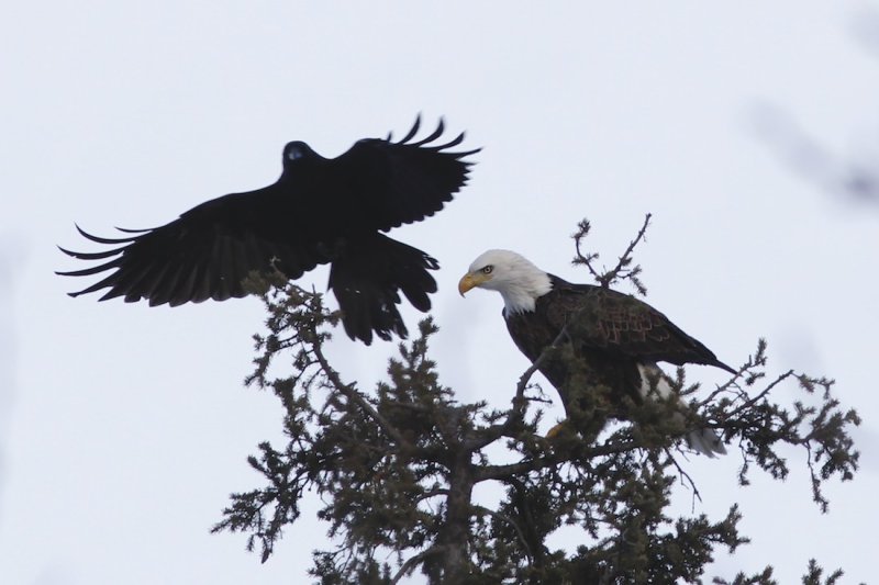 Bald Eagle harassed by Raven