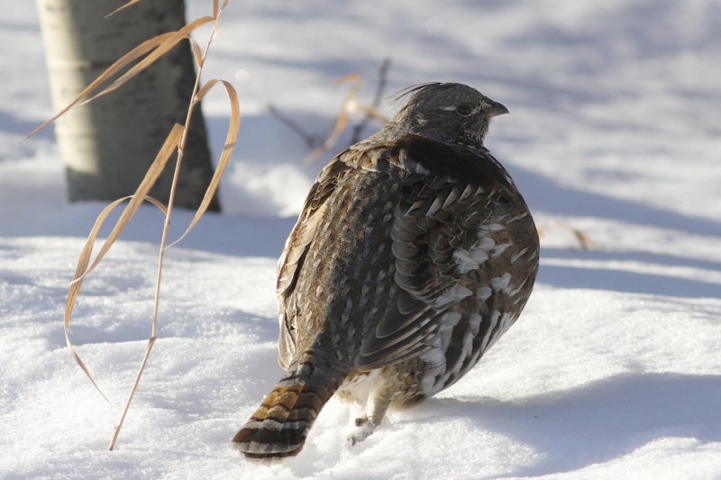 Ruffed Grouse