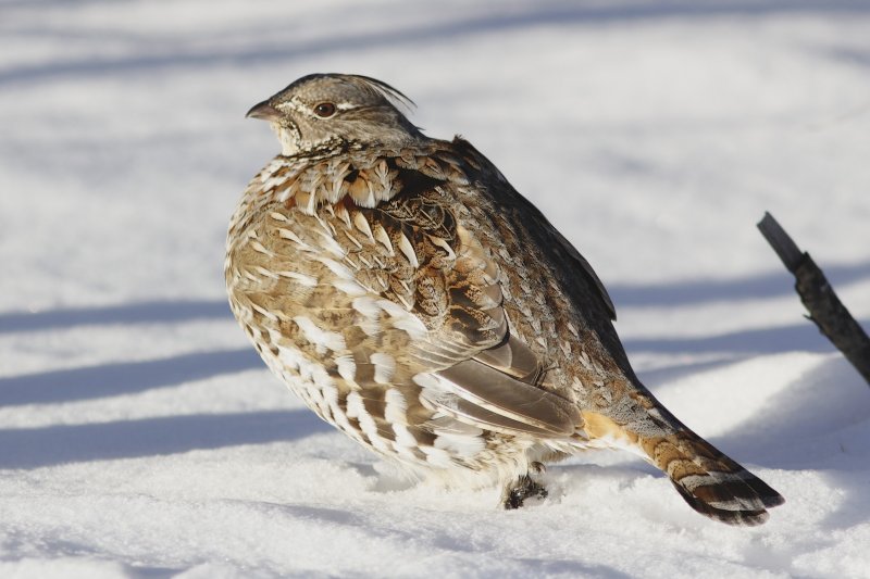 Ruffed Grouse