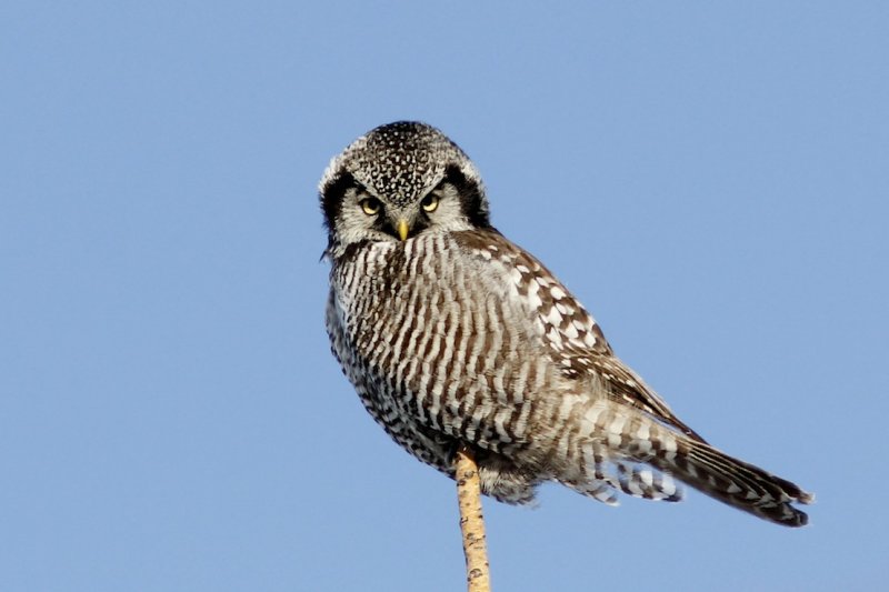 Northern Hawk Owl