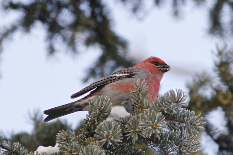 Pine Grosbeak (male)