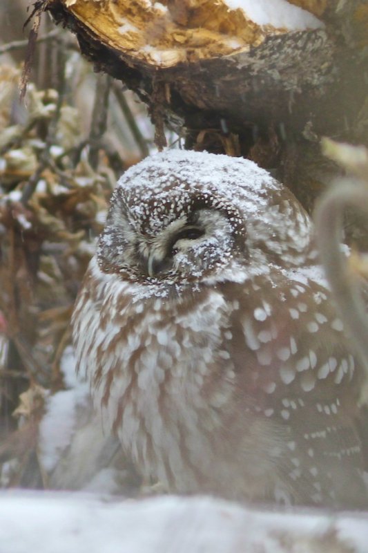 Boreal Owl
