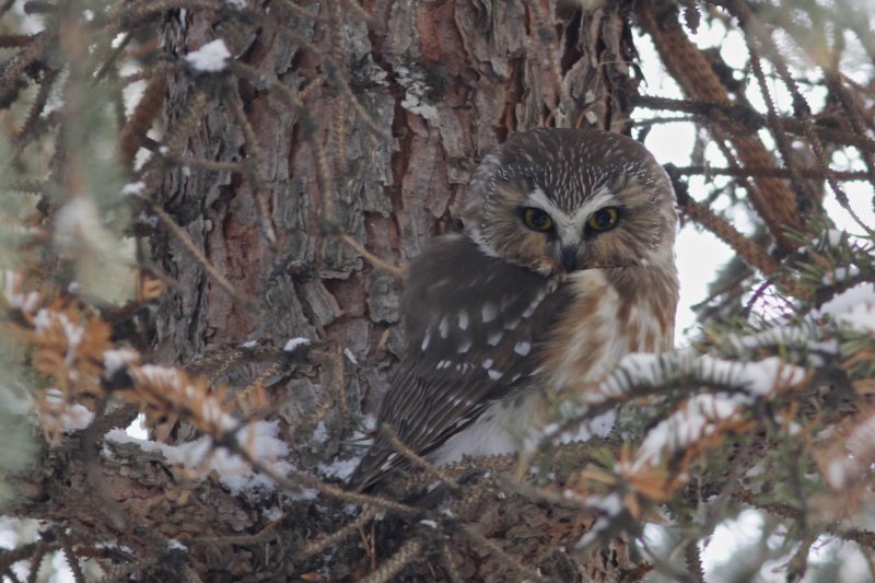 Northern Saw-whet Owl