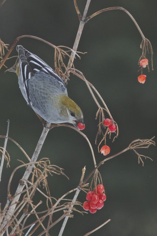 Pine Grosbeak (female)