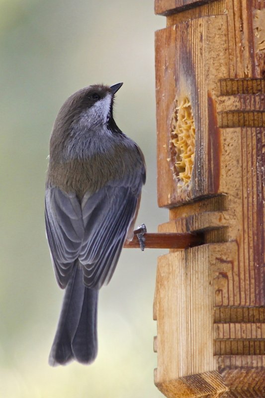 Boreal Chickadee