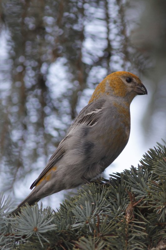 Pine Grosbeak (female)