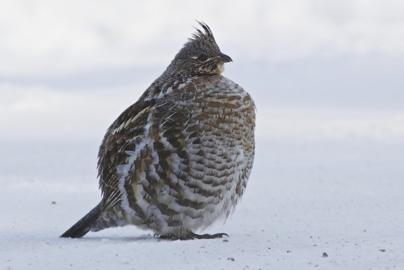 Ruffed Grouse
