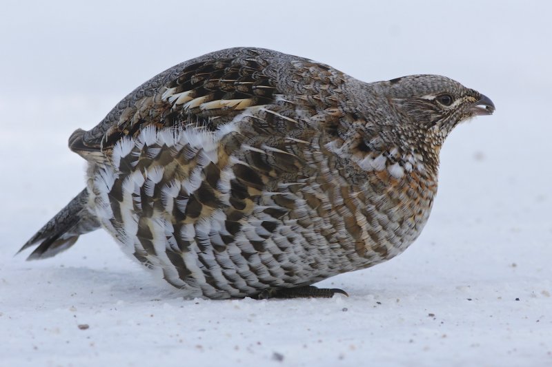 Ruffed Grouse