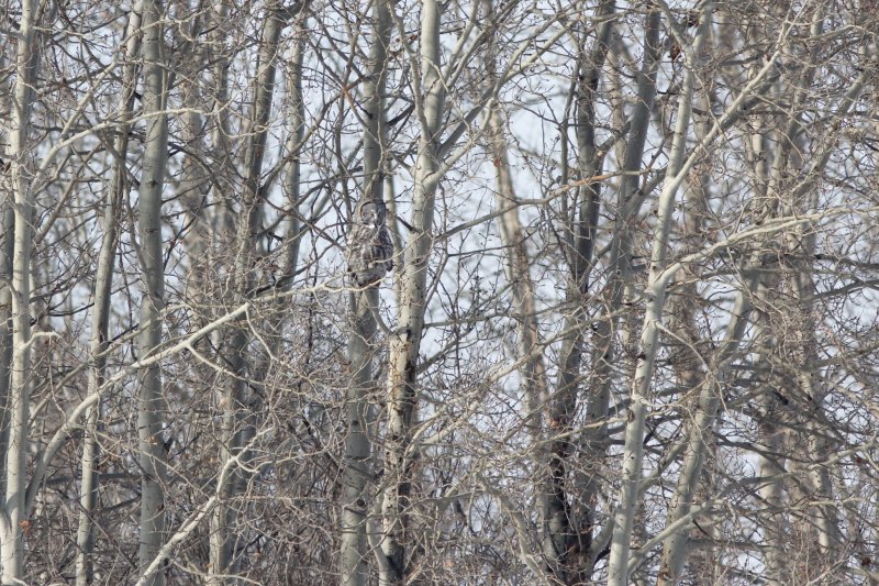Great Gray Owl in the trees