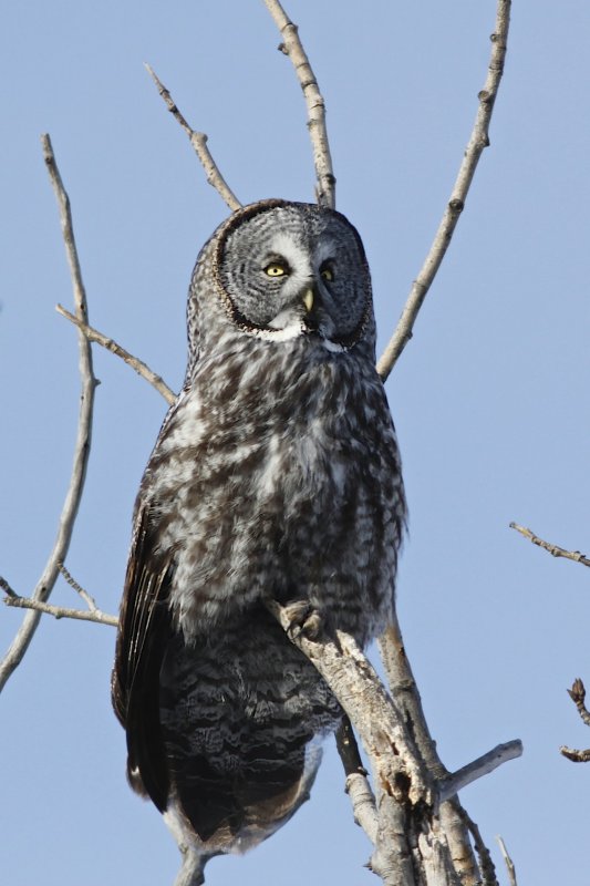 Great Gray Owl