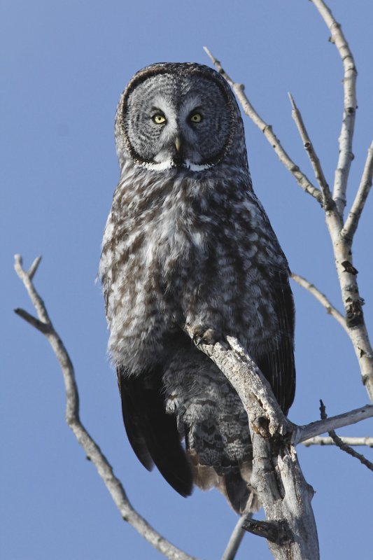great_gray