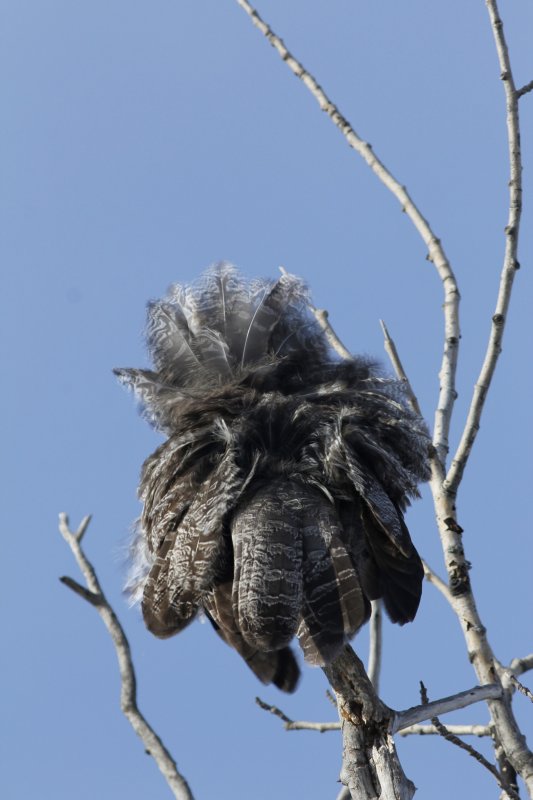 Great Gray Owl (preening with its back to us)