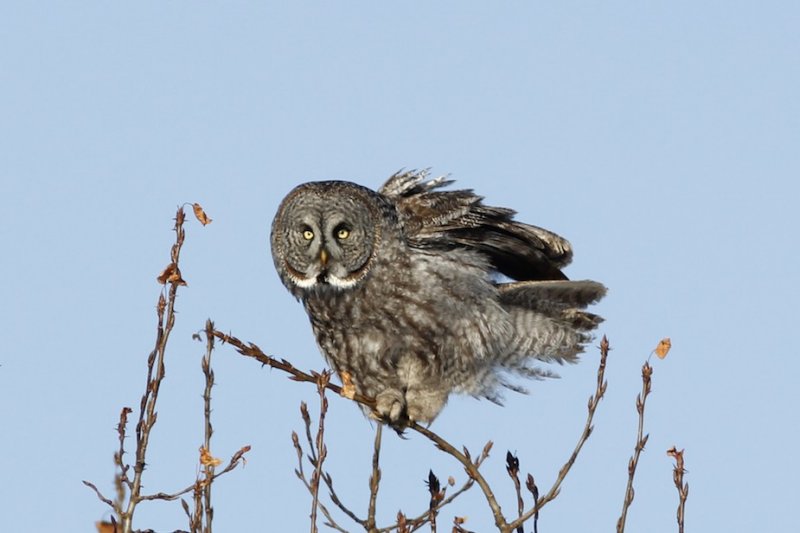 Great Gray Owl