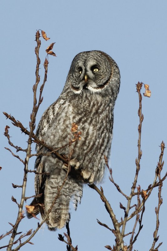 Great Gray Owl