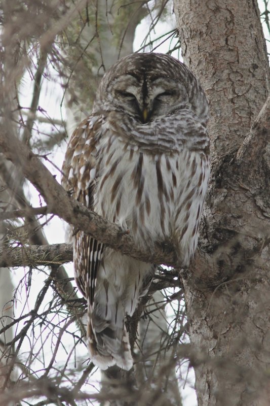 Barred Owl
