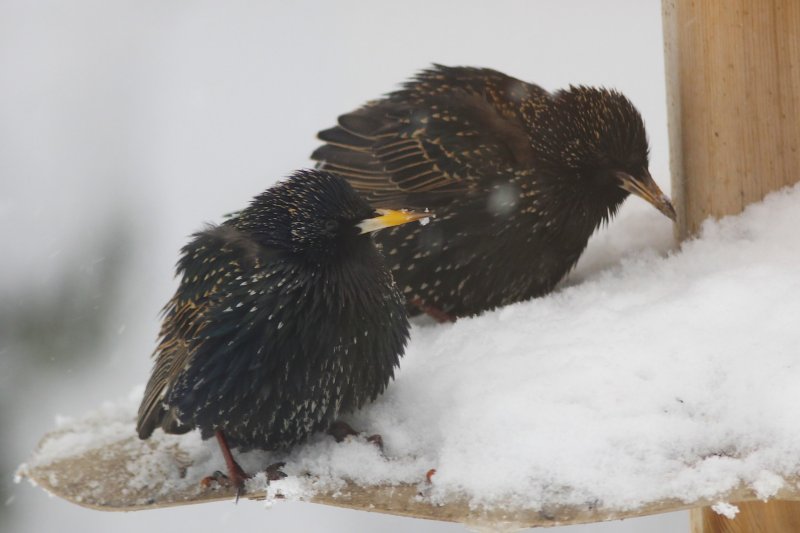 European Starling