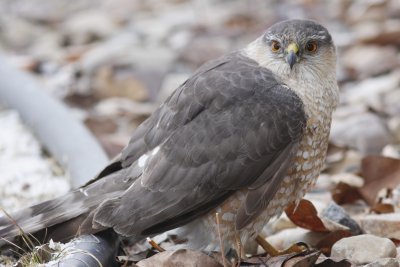 Sharp-shinned Hawk