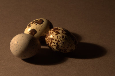 Quail Eggs