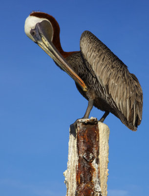October 2012 Pelicans