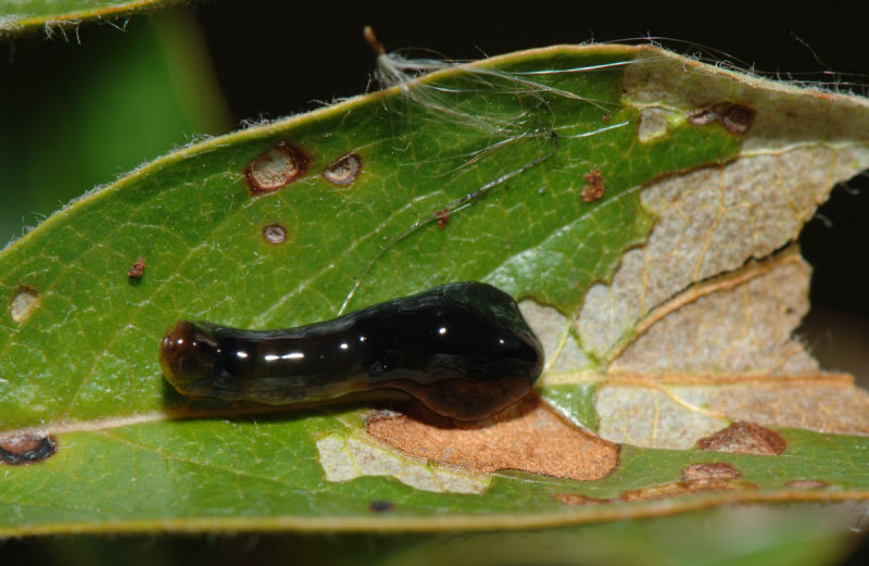 Caliroa-cerasi.jpg
