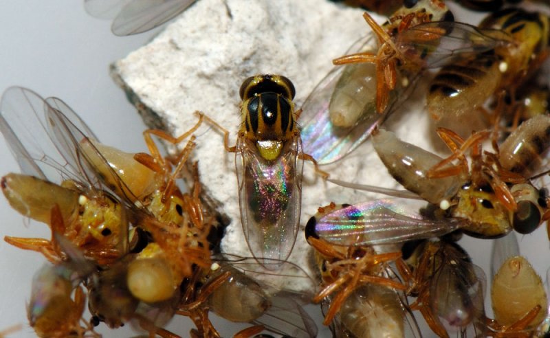 Thaumatomyia-notata.jpg