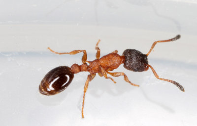 Leptothorax-acervorum.jpg